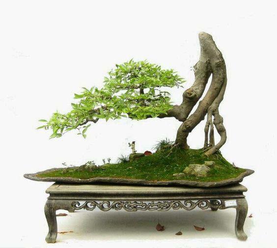 Summary of the most beautiful bonsai pictures wrong