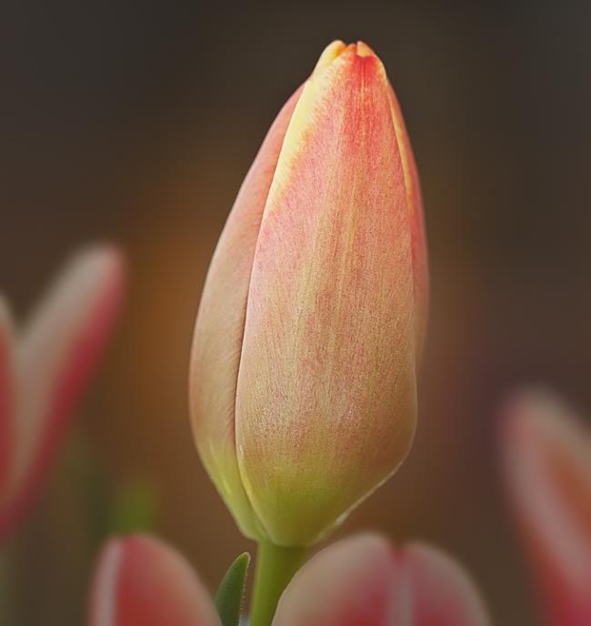 Combiner des images des plus beaux boutons floraux