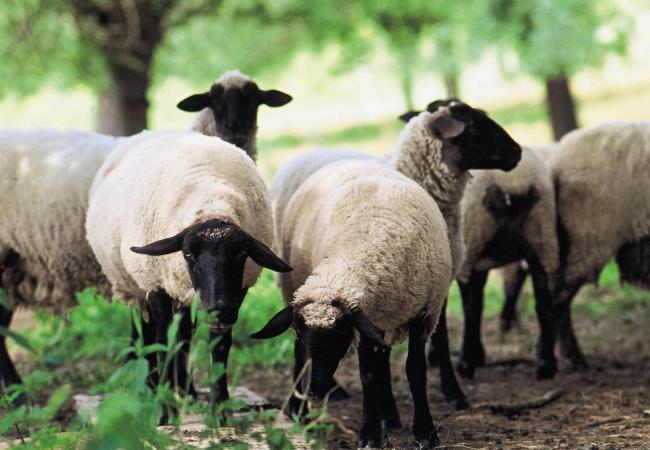 Synthèse des plus beaux moutons