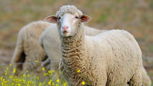 سنتز زیباترین گوسفند