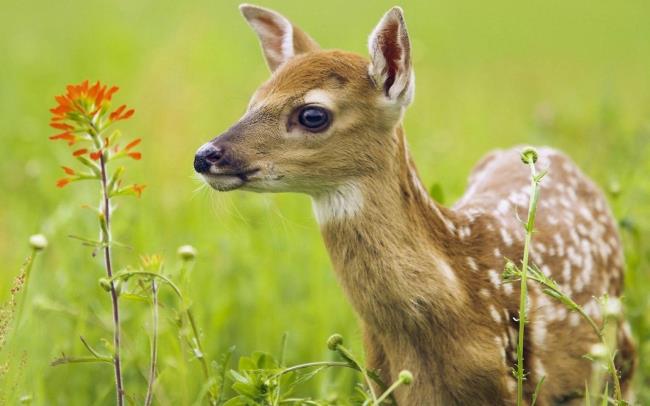 Mengumpulkan gambar rusa yang paling indah