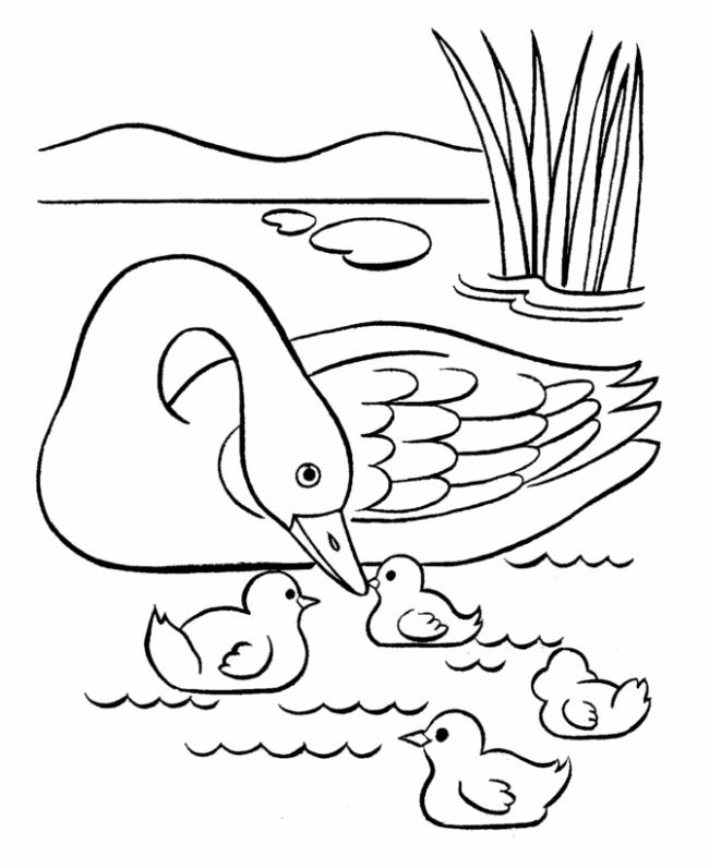 Collection of the most beautiful duck coloring pictures