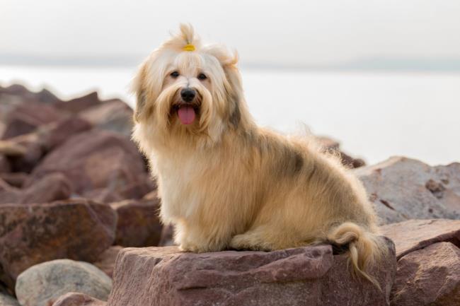 Zbiór najpiękniejszych zdjęć psów hawańskich