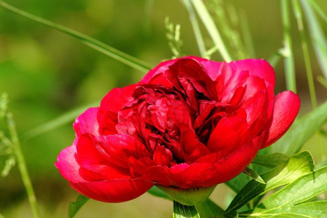 ترکیب تصاویر از زیباترین گل صد تومانی قرمز