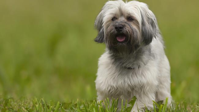 Collection des plus belles images de chien bichon havanais