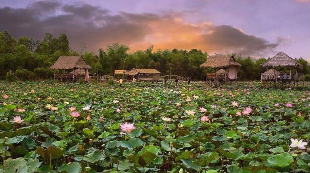 डोंग थाप वियतनाम की सबसे खूबसूरत छवियों का सारांश