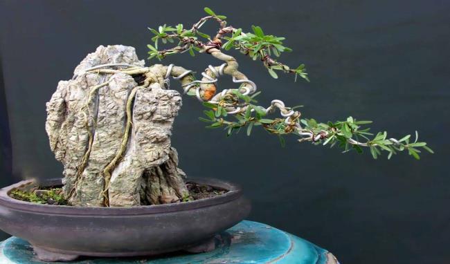 Résumé des plus belles photos de bonsaï faux