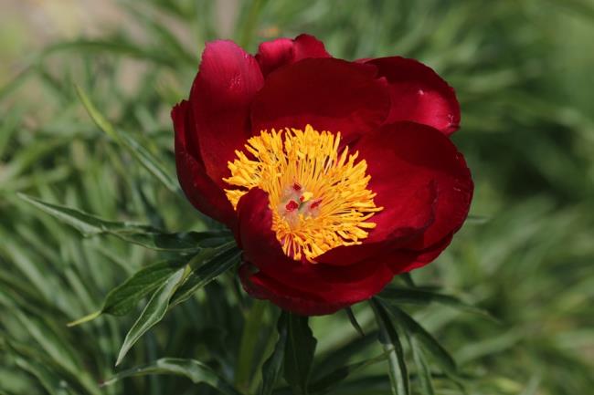Combining images of the most beautiful red peony