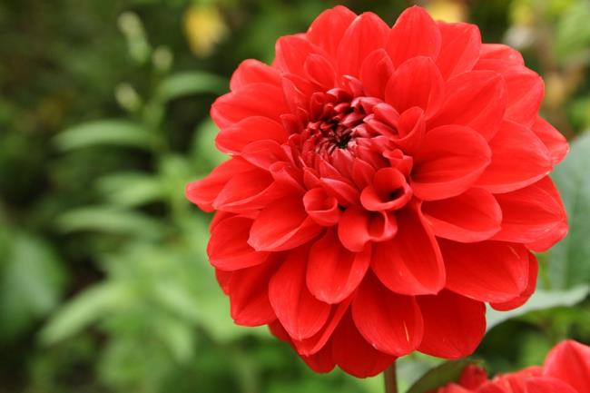 Schönes rotes Dahlienblumenbild