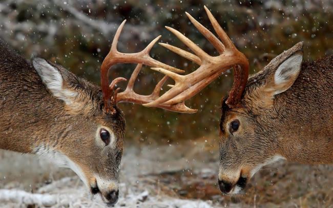 Mengumpulkan gambar rusa yang paling indah