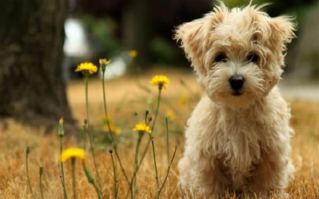 مجموعه ای از زیباترین تصاویر سگ هاوانس