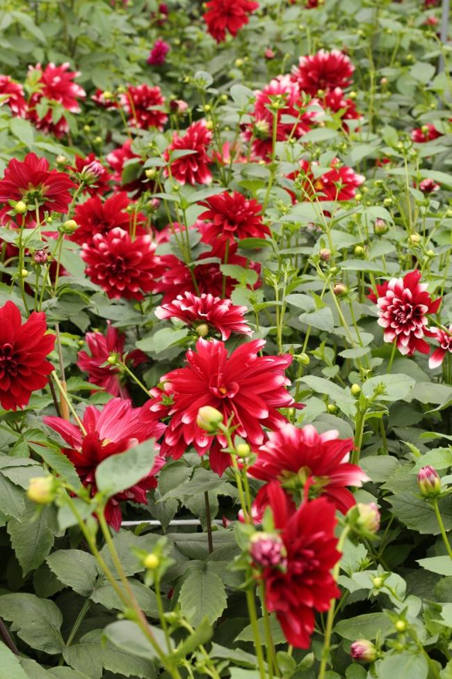 아름 다운 붉은 달리아 꽃 이미지