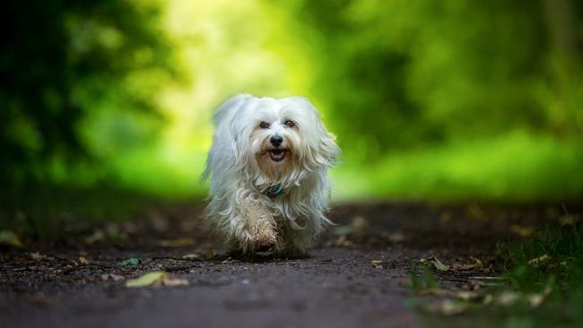 सबसे सुंदर हवानी कुत्तों की छवियों का संग्रह