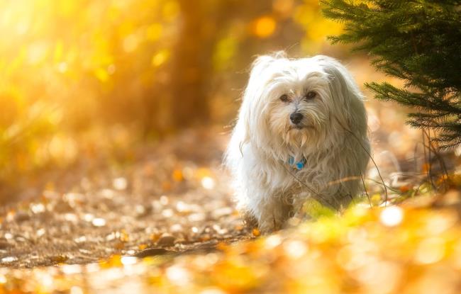 مجموعه ای از زیباترین تصاویر سگ هاوانس