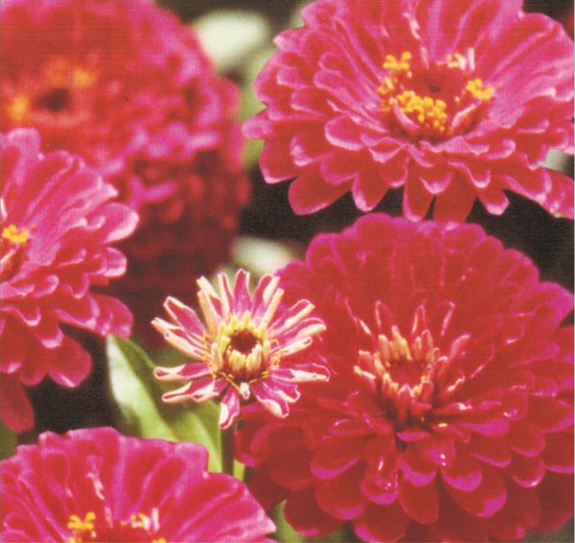 Belle image de fleur de dahlia rouge
