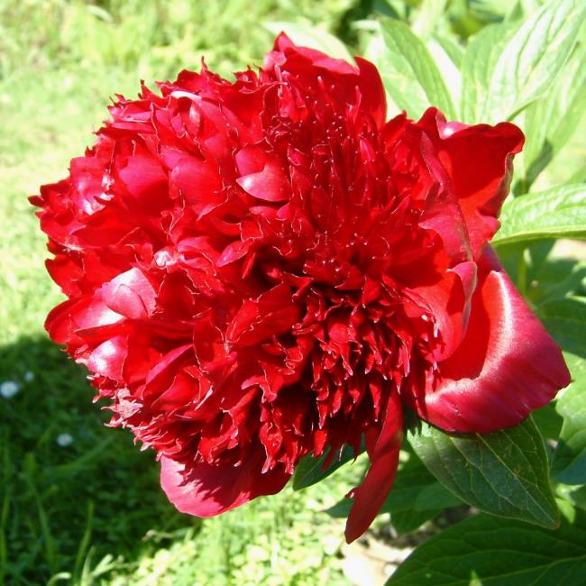 ترکیب تصاویر از زیباترین گل صد تومانی قرمز