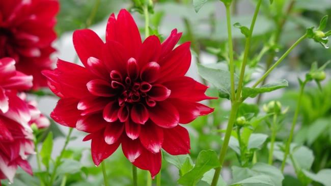 美しい赤いダリアの花の画像