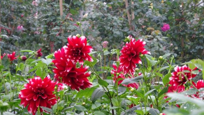 सुंदर लाल डहलिया फूल की छवि