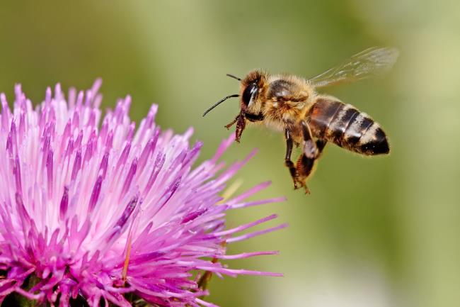 Sammeln von Bildern von schönen Bienen