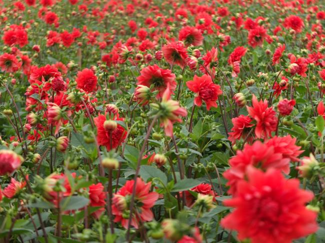 Mooie rode dahlia bloem afbeelding