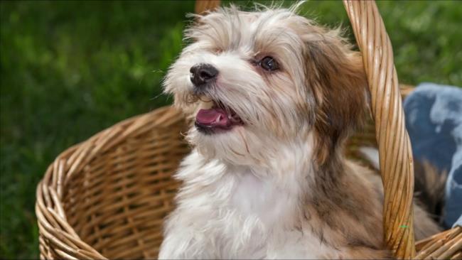 Коллекция самых красивых изображений собак Гавана
