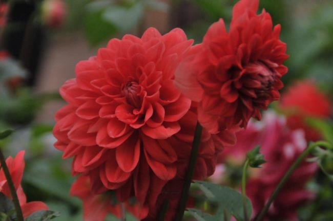Imagem linda flor Dália vermelho