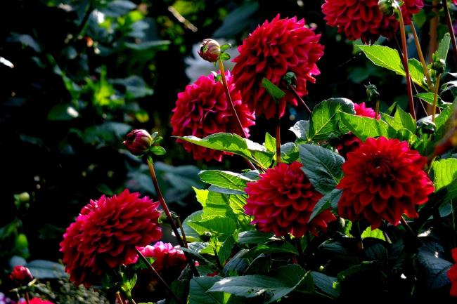 아름 다운 붉은 달리아 꽃 이미지