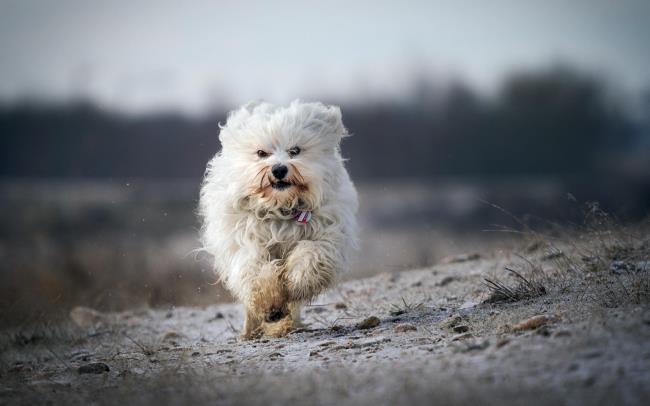 सबसे सुंदर हवानी कुत्तों की छवियों का संग्रह