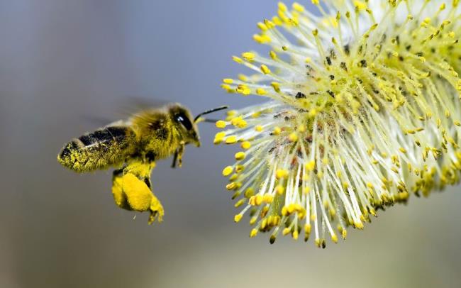 Coletando imagens de belas abelhas