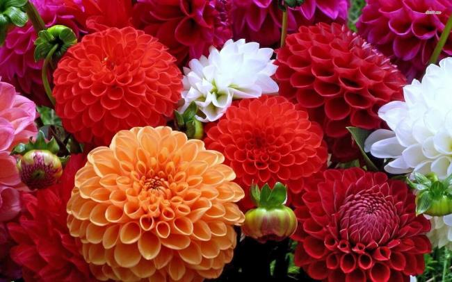 सुंदर लाल डहलिया फूल की छवि