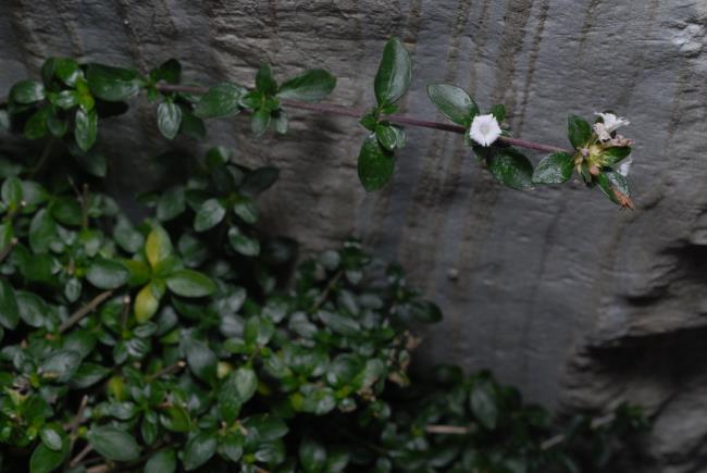 सिंथेसिस सुंदर बर्फ सफेद खूबानी फूल सबसे सुंदर