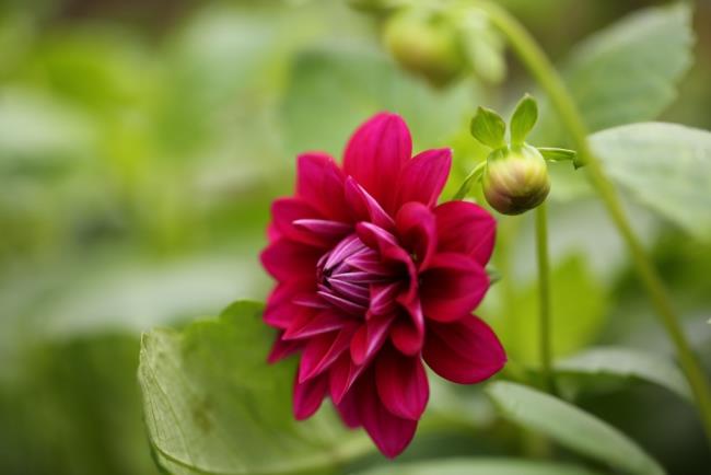 Imagem linda flor Dália vermelho