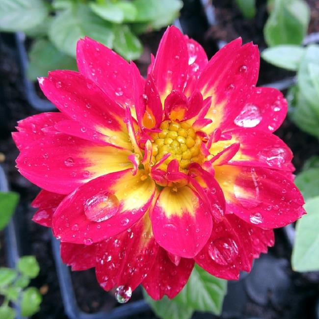 Güzel kırmızı yıldız çiçeği çiçek resmi