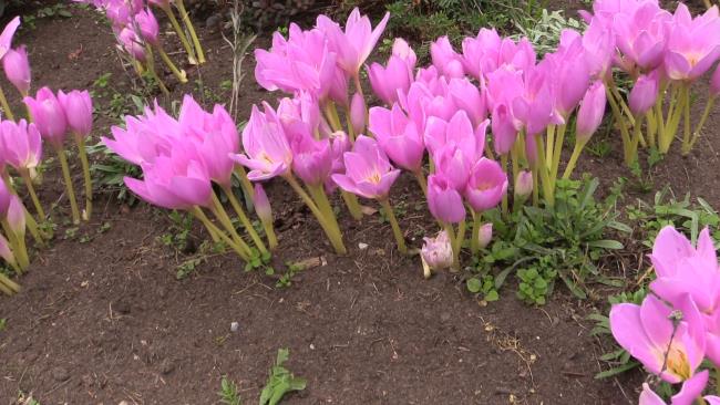 Kombinieren Sie Bilder der schönsten Safranblumen