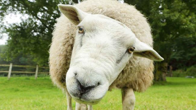 Síntesis de las ovejas más bellas.