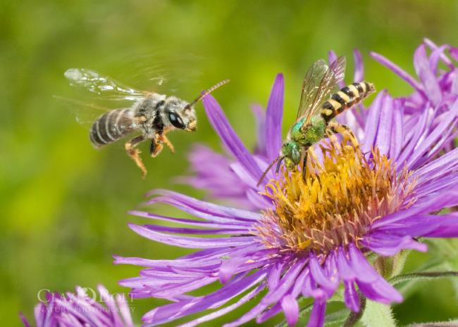 Сбор изображений красивых пчел