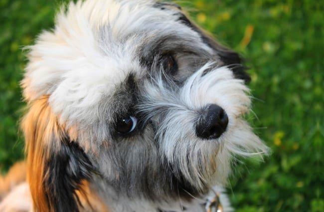 Коллекция самых красивых изображений собак Гавана
