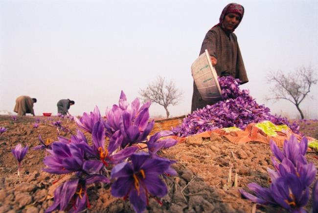 Kombinieren Sie Bilder der schönsten Safranblumen