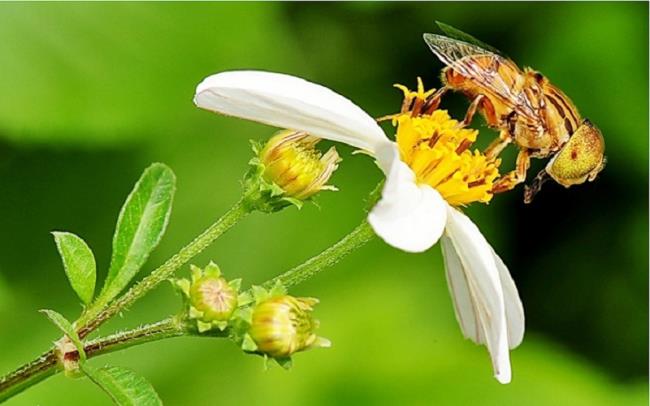 सुंदर मधुमक्खियों की छवियों को इकट्ठा करना