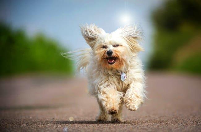 Collection des plus belles images de chien bichon havanais