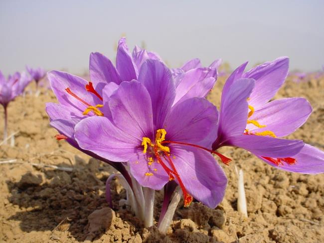 Сочетание изображений самых красивых цветов шафрана
