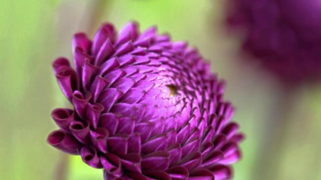 Gambar dahlia ungu yang cantik