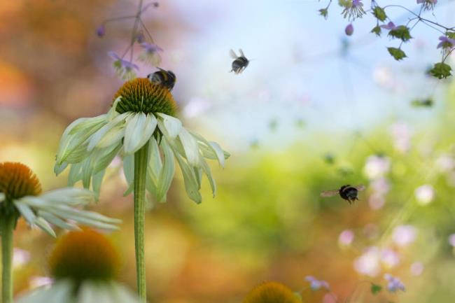 Coletando imagens de belas abelhas