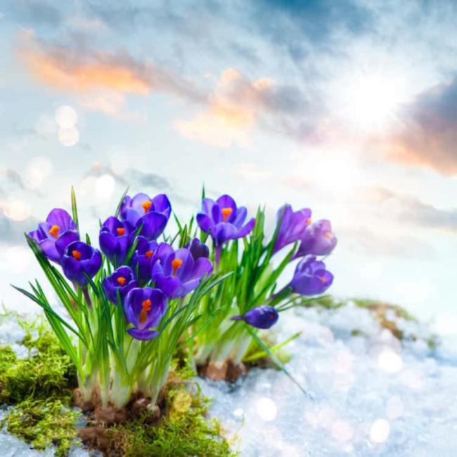 Combiner des images des plus belles fleurs de safran