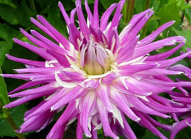 Prachtige paarse dahlia-afbeeldingen