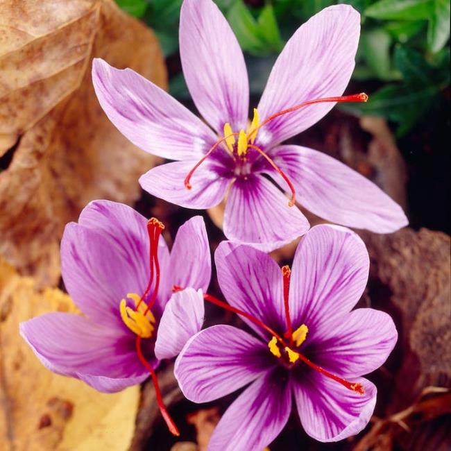Combinando imagens das mais belas flores de açafrão