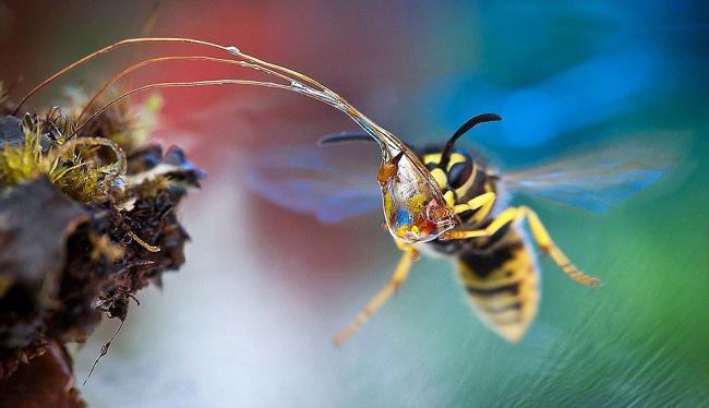 Mengumpulkan gambar lebah cantik
