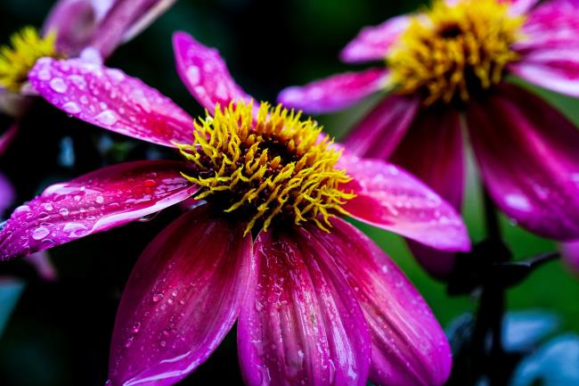 Prachtige paarse dahlia-afbeeldingen