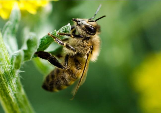 收集美麗的蜜蜂的圖像