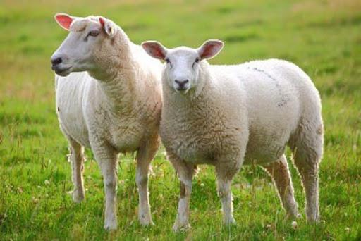 سنتز زیباترین گوسفند
